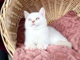 Chaton British Shorthair fawn golden shaded point LOOF à vendre né en février 2026