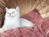 Chaton British Shorthair fawn golden shaded point LOOF à vendre né en février 2026