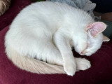 Chaton British Shorthair fawn golden shaded point LOOF à vendre né en février 2026