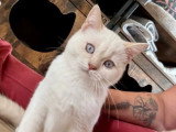 Chaton British Shorthair fawn golden shaded point LOOF à vendre né en février 2026