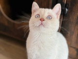 Chaton British Shorthair fawn golden shaded point LOOF à vendre né en février 2026