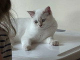 Chaton British Shorthair fawn golden shaded point LOOF à vendre né en février 2026