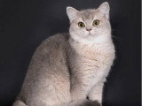 Chaton British Shorthair fawn golden shaded point LOOF à vendre né en février 2026