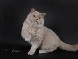 Chaton British Shorthair fawn golden shaded point LOOF à vendre né en février 2026