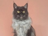 Chatte Maine Coon black smoke LOOF à vendre née en 2025