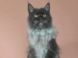 Chatte Maine Coon black smoke LOOF à vendre née en 2025