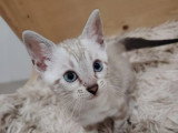 3 chatons Bengal femelles LOOF nés en mai 2026 en vente