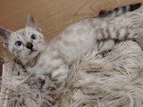 3 chatons Bengal femelles LOOF nés en mai 2026 en vente