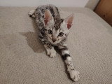 3 chatons Bengal femelles LOOF nés en mai 2026 en vente