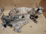 3 chatons Bengal femelles LOOF nés en mai 2026 en vente