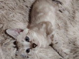3 chatons Bengal femelles LOOF nés en mai 2026 en vente
