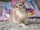 Chaton femelle British Shorthair lilas et blanc de mars 2026 LOOF à vendre