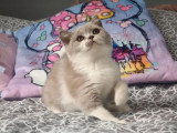 Chaton femelle British Shorthair lilas et blanc de mars 2026 LOOF à vendre