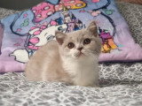 Chaton femelle British Shorthair lilas et blanc de mars 2026 LOOF à vendre
