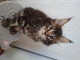 Chatons Maine Coon mâles à vendre