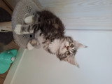 Chatons Maine Coon mâles à vendre