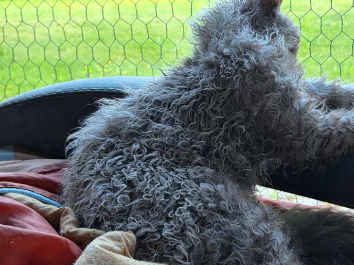Aquarelle, chatonne Selkirk Rex LOOF à vendre
