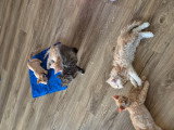 Chatons Selkirk Rex à vendre