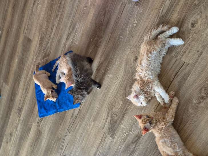 Chatons Selkirk Rex à vendre