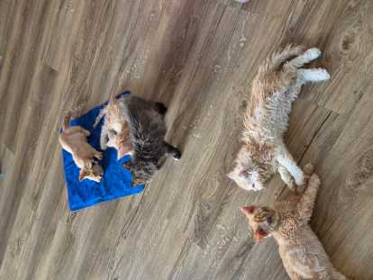 Chatons Selkirk Rex à vendre