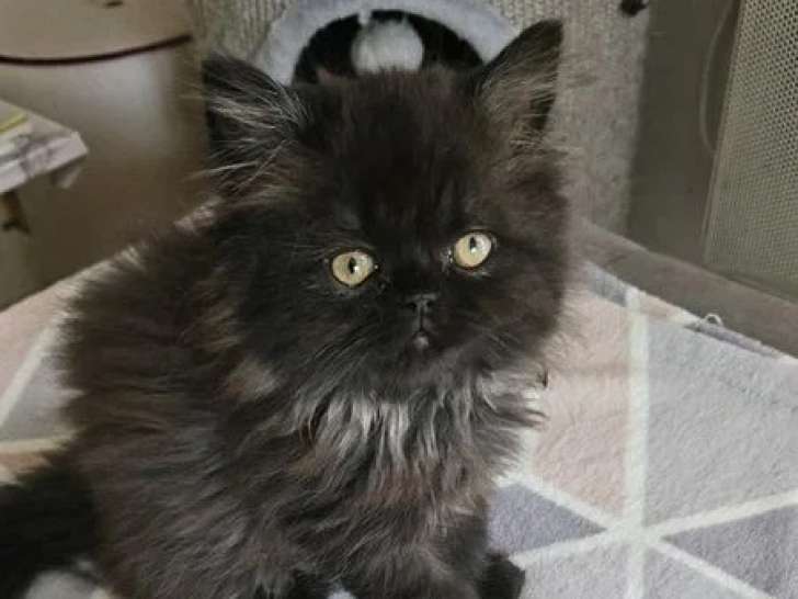 Portée de 4 chatons Persans non LOOF nés en avril 2026