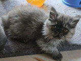 Portée de 4 chatons Persans non LOOF nés en avril 2026