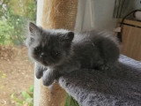 Portée de 4 chatons Persans non LOOF nés en avril 2026