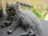 Portée de 4 chatons Persans non LOOF nés en avril 2026