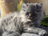 Portée de 4 chatons Persans non LOOF nés en avril 2026