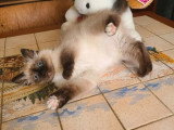 Chaton femelle Sacré de Birmanie seal point à vendre non LOOF