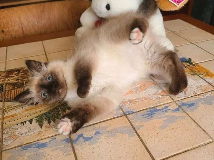 Chaton femelle Sacré de Birmanie seal point à vendre non LOOF