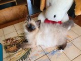Chaton femelle Sacré de Birmanie seal point à vendre non LOOF