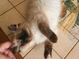Chaton femelle Sacré de Birmanie seal point à vendre non LOOF