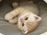 2 chatons British mâles nés en mai 2026 crème roux à réserver non LOOF
