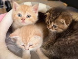 2 chatons British mâles nés en mai 2026 crème roux à réserver non LOOF