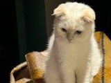 2 chatons British mâles nés en mai 2026 crème roux à réserver non LOOF