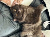 2 chatons British mâles nés en mai 2026 crème roux à réserver non LOOF