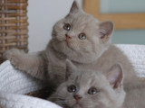 Chatons British Shorthair LOOF à vendre