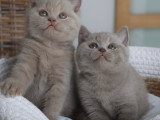 Chatons British Shorthair LOOF à vendre