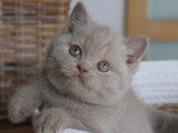 Chatons British Shorthair LOOF à vendre