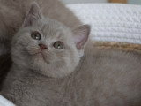 Chatons British Shorthair LOOF à vendre