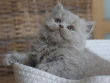 Chatons British Shorthair LOOF à vendre