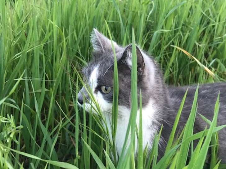 Chats à donner