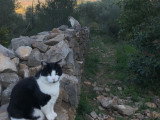 Chats à donner