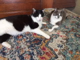 Chats à donner