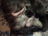 Chatons de type Maine coon splendides, gantés, à vendre
