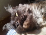 Chatons de type Maine coon splendides, gantés, à vendre