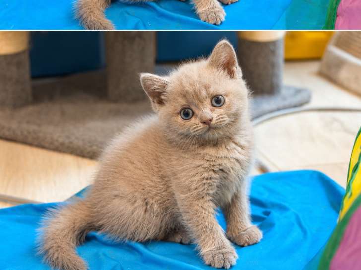 Chatons Céleste LOOF disponibles mi-août 2026