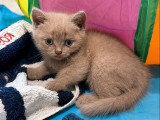 Chatons Céleste LOOF disponibles mi-août 2026
