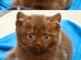 Chatons Céleste LOOF disponibles mi-août 2026